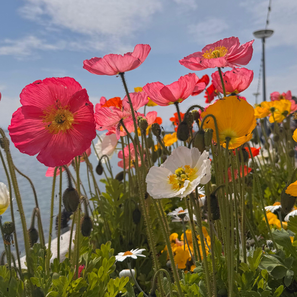 Pavots